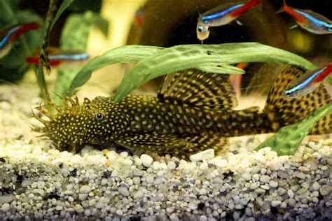 antennenfisch|Antennenwels Haltung im Aquarium 